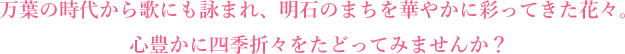 万葉の時代から歌にも詠まれ、明石のまちを華やかに彩ってきた花々。心豊かに四季折々をたどってみませんか。