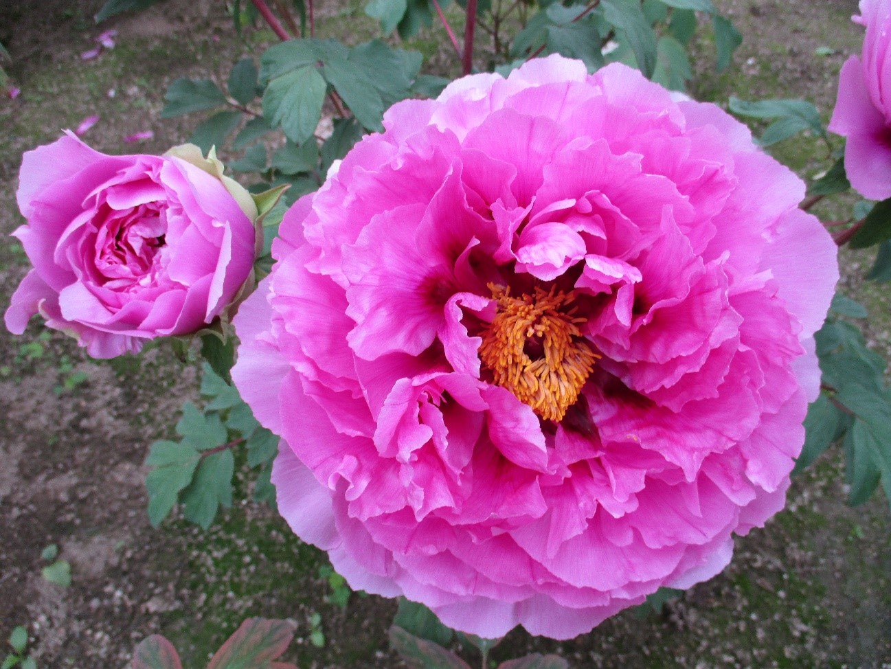 薬師院のボタン開花状況※5月5日更新 | 一般社団法人 明石観光協会